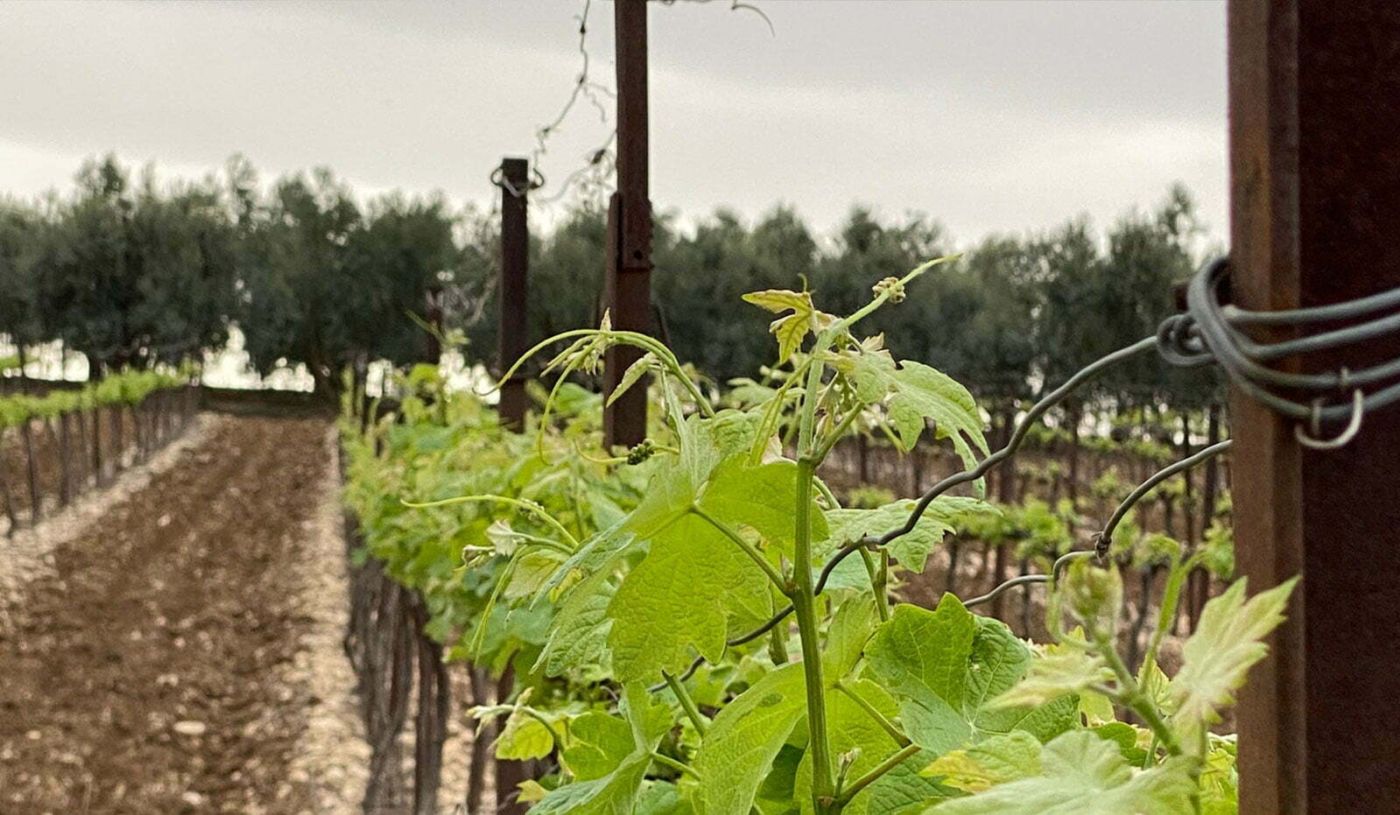 vineyard israel wine